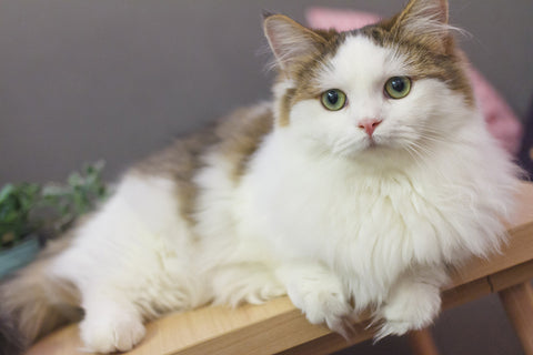 Essential vet check-ups for munchkin cats: why regular visits matter