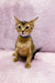 Abyssinian kitten named Lora in a blue collar sitting alert with perked ears