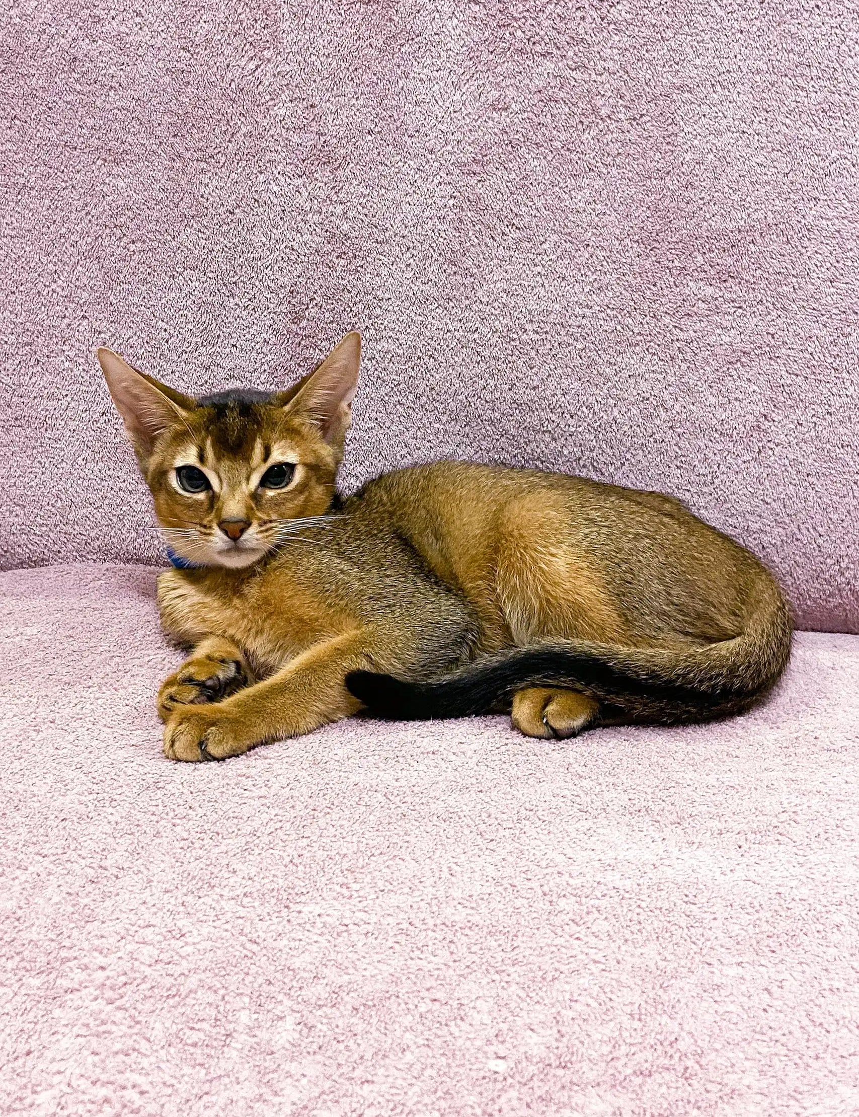 Ruby Abyssinian Abyssinian Cat Guide: Discover the Grace and Vibrancy of Abyssinians