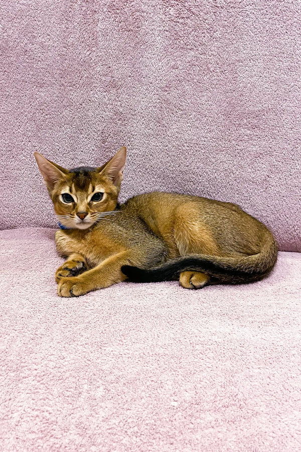 Abyssinian kitten Lora relaxing with alert ears and bright eyes, super cute vibe