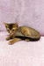 Abyssinian kitten Lora lying down, alert ears and watchful eyes ready for fun