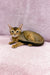 Abyssinian cat relaxing on its side with bright, alert eyes showcasing Lora the kitten