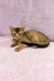 Abyssinian kitten Lora with reddish-brown fur lounging cutely on her side