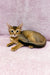 Abyssinian kitten Lora with golden-brown ticked fur lounging on her side