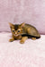 Cute Abyssinian kitten with ruddy brown fur chilling in the product Lora