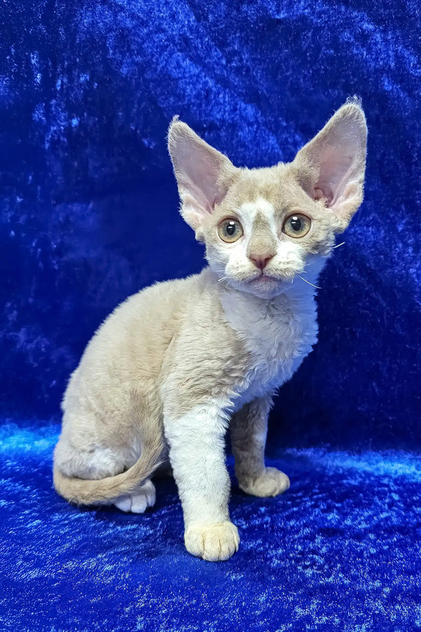 Lord | devon rex kitten