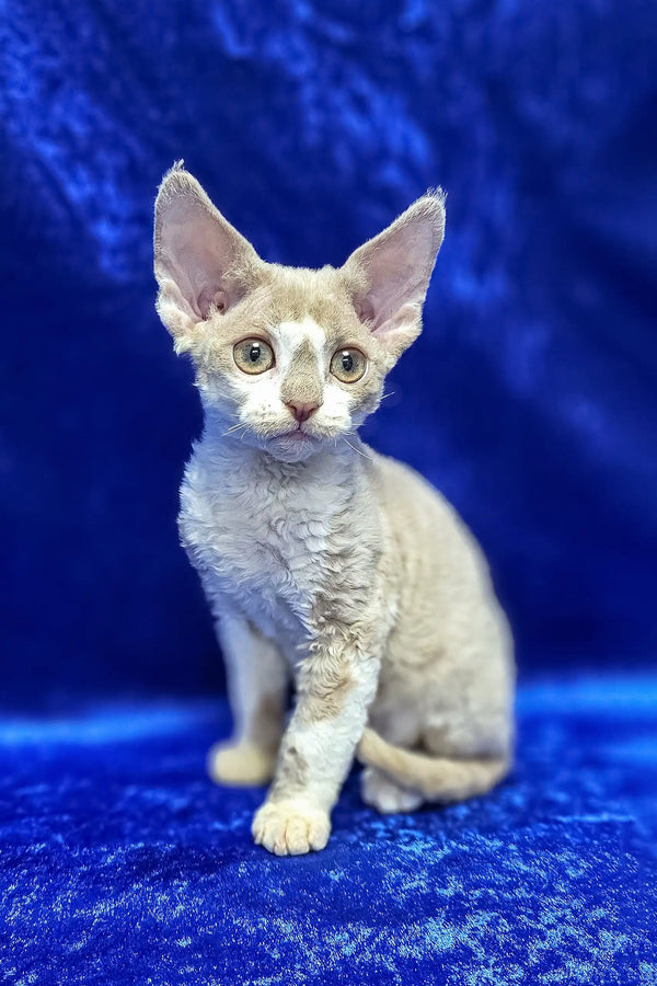 Lord | devon rex kitten