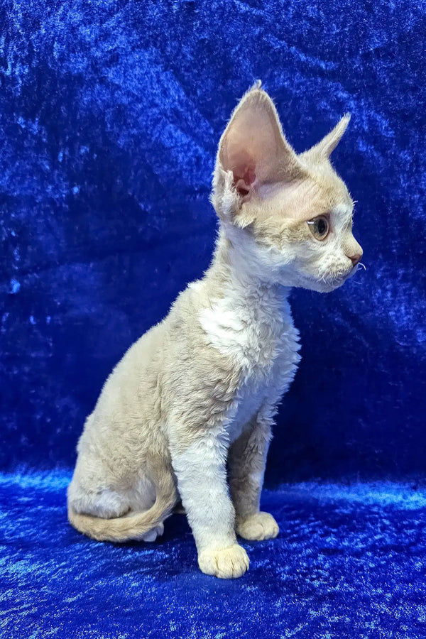 Lord | devon rex kitten