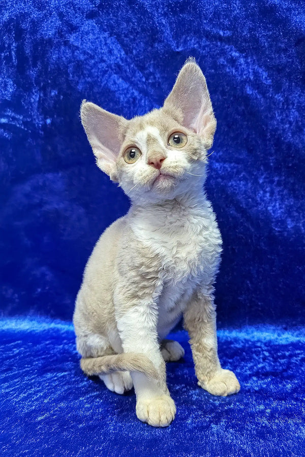 Lord | devon rex kitten