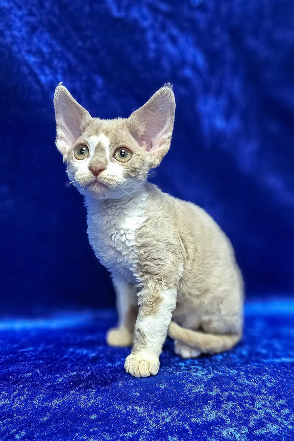 Lord | devon rex kitten