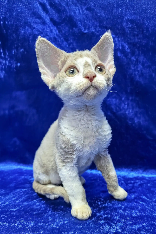 Lord | devon rex kitten