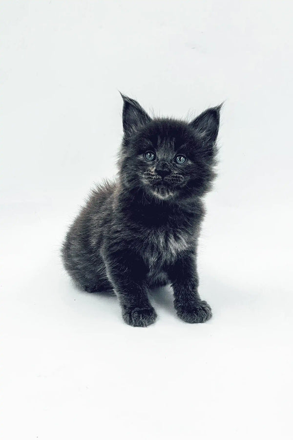 Black fluffy Maine Coon kitten sitting upright, showcasing adorable charm and personality