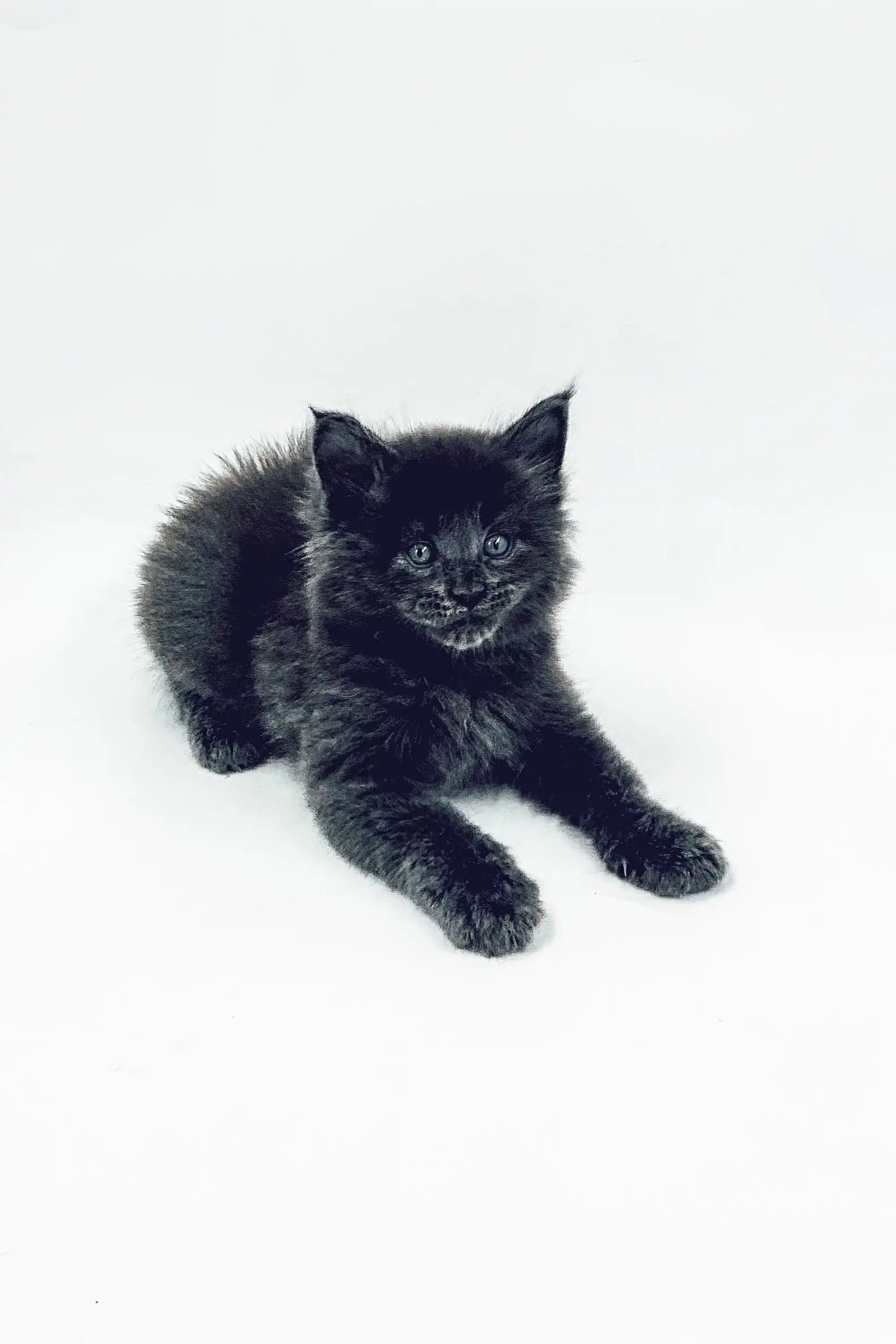 Maine Coon Kittens for Sale Lord | Kitten