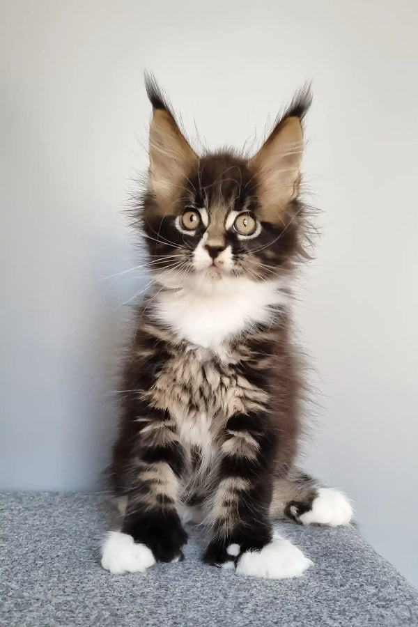 Lord | polydactyl maine coon kitten