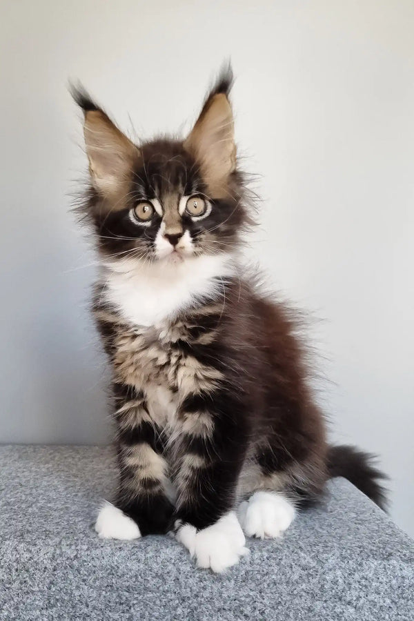 Lord | polydactyl maine coon kitten