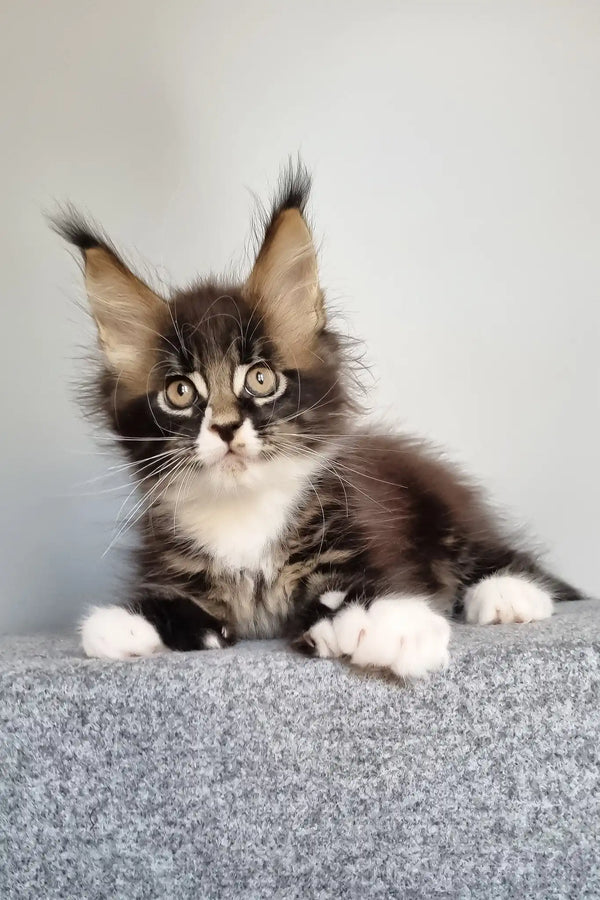 Lord | polydactyl maine coon kitten