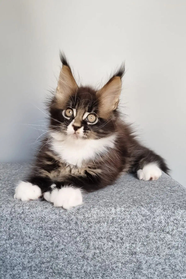 Lord | polydactyl maine coon kitten