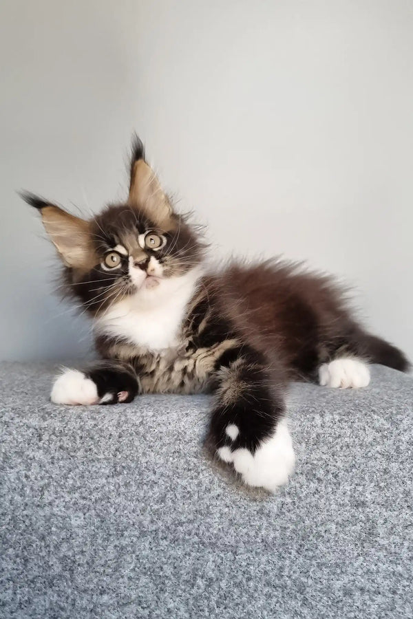 Lord | polydactyl maine coon kitten