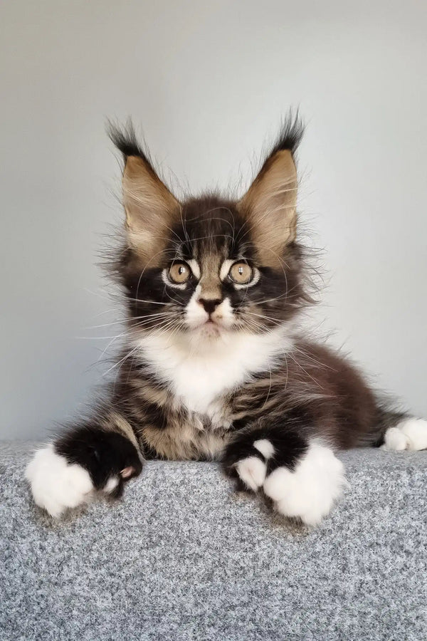 Lord | polydactyl maine coon kitten