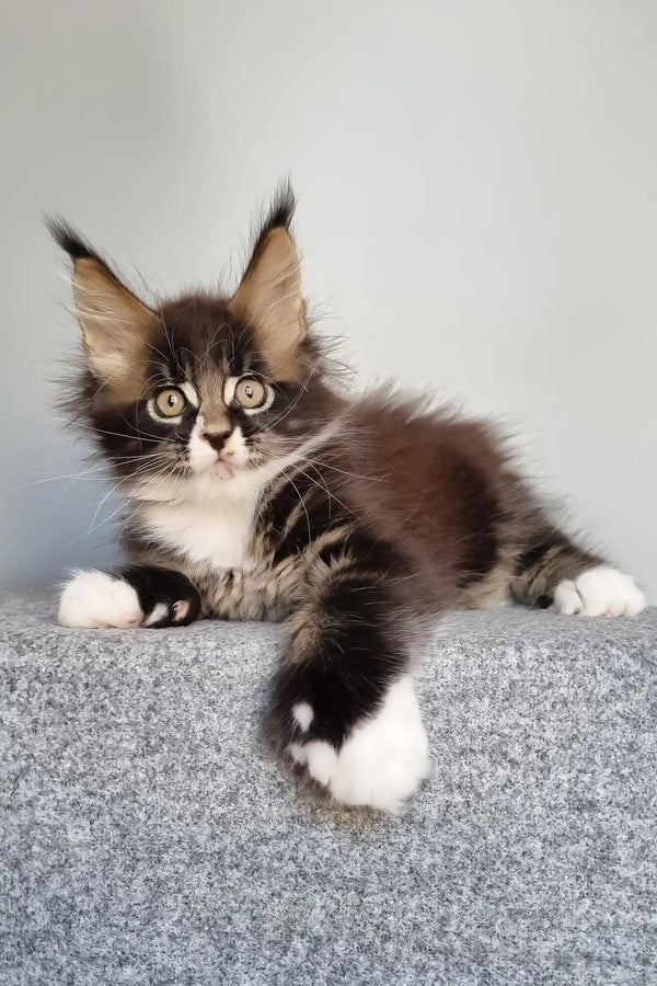 Lord | polydactyl maine coon kitten