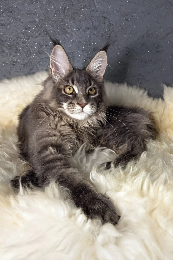 Lorens | maine coon kitten