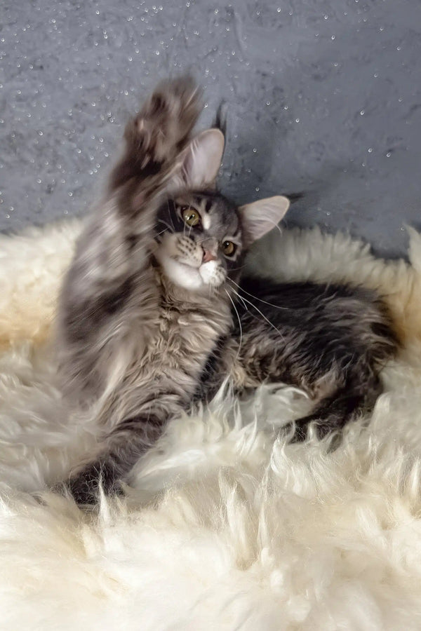 Lorens | maine coon kitten