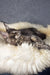 Lorens | maine coon kitten