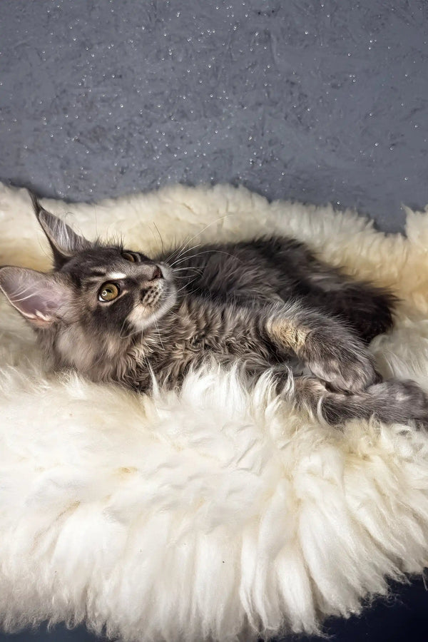 Lorens | maine coon kitten