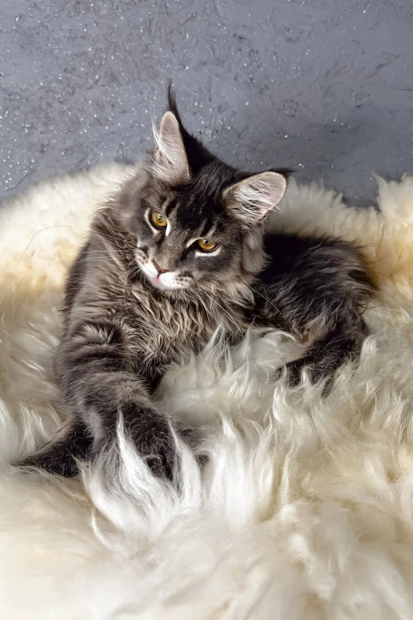 Lorens | maine coon kitten