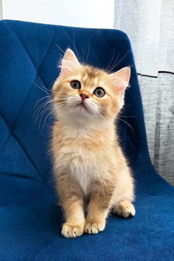 Lorenzo | british shorthair kitten