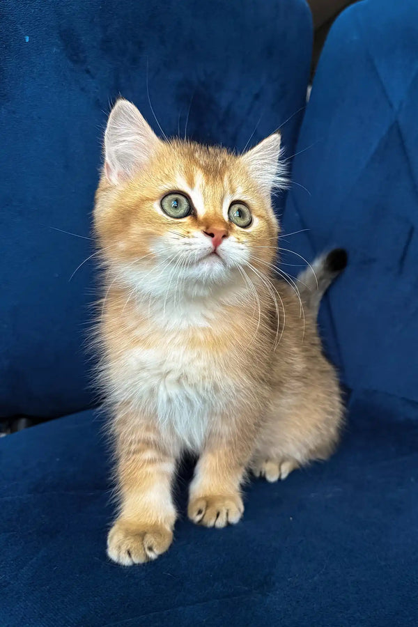 Lorenzo | british shorthair kitten