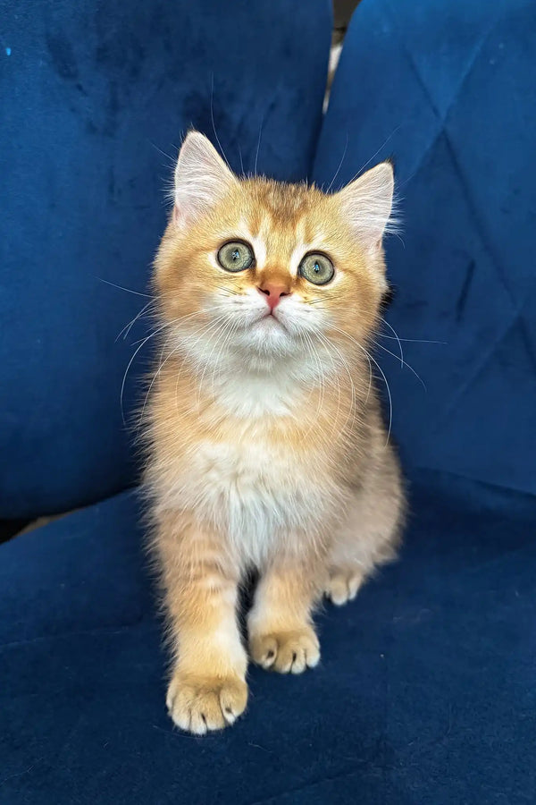 Lorenzo | british shorthair kitten