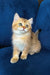 Lorenzo | british shorthair kitten