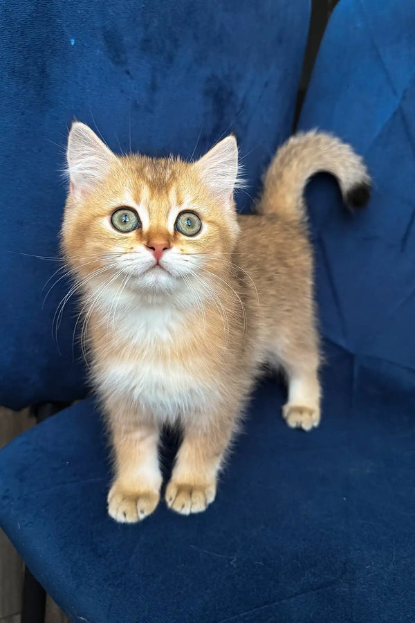 Lorenzo | british shorthair kitten