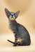 Gray tabby Oriental Kitten with large ears and bright blue eyes sitting upright