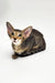 Tabby cat with large ears crouched, perfect for your Oriental Kitten collection