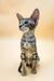 Tabby kitten with big ears sitting upright, showcasing the playful Oriental Kitten vibe