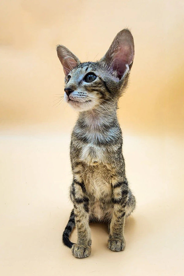 Tabby kitten with big ears sitting upright, showcasing the playful Oriental Kitten vibe