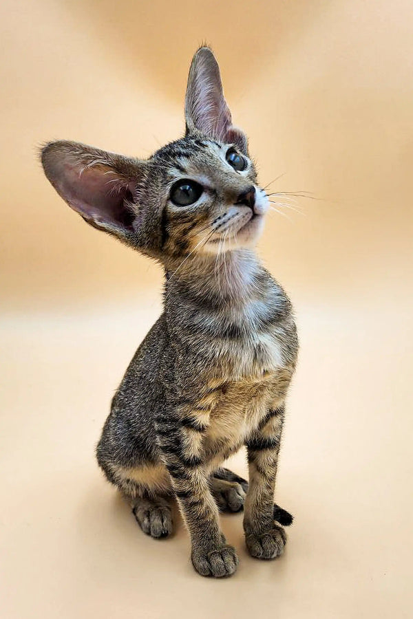 Tabby kitten with big ears looking sideways, perfect for an Oriental Kitten lover