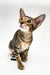 Tabby kitten with big ears gazing up, perfect for your Oriental Kitten collection