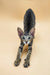 Cute Tabby kitten with fluffy tail and alert look from Lorina Oriental Kitten