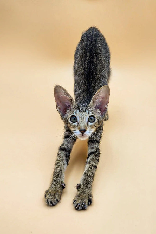 Cute Tabby kitten with fluffy tail and alert look from Lorina Oriental Kitten