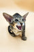 Adorable Tabby kitten meowing, perfect for the Lorina Oriental Kitten product