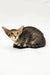 Oriental Kitten Lorina with large ears and a slender body, super cute!