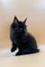 Fluffy black Maine Coon kitten with alert ears and bright eyes, perfect for cuddles