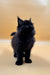 Fluffy black Maine Coon kitten standing upright with bright eyes, super adorable!