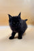 Fluffy black Maine Coon kitten with bright eyes and pointed ears, perfect for cuddles