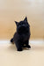 Fluffy black Maine Coon kitten with pointed ears sitting upright, ready for fun