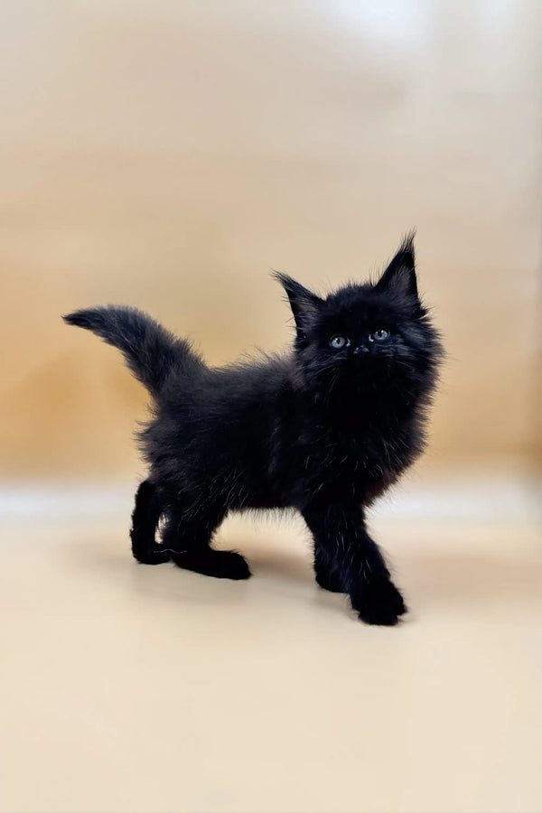 Fluffy black Maine Coon kitten with alert ears and bright eyes, perfect for cuddles