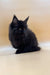 Fluffy black Maine Coon kitten with pointed ears and bright eyes, named Lorinda